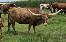 RIVERFORKS PRINCESS CCR